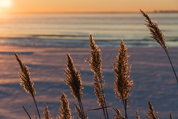 Image showing Fluffy reeds flowers in back light