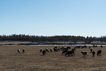 Image showing Grazing sheep