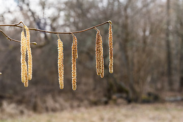 Image showing Hanging hazel catkins