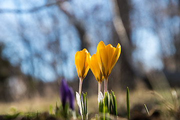 Image showing Blossom crocus flowers