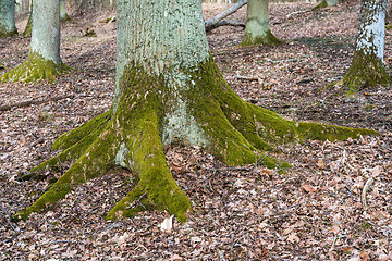 Image showing Old stable rooted tree