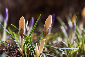 Image showing Bright Crocus flowerbed