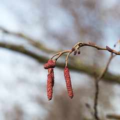 Image showing Alder tree catkins