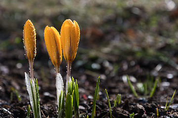 Image showing Crocus buds with dew drops