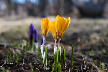 Image showing Early springtime with blossom crocus