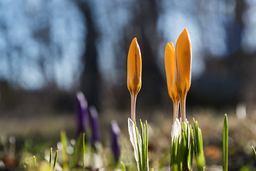 Image showing Springtime in the flower bed