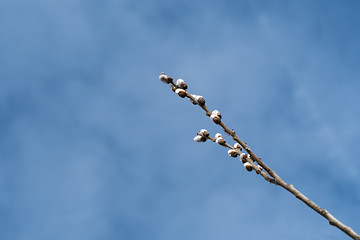 Image showing Twig with catkins