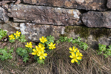 Image showing Blossom winter aconite flowers