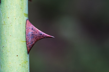 Image showing Spiky wild rose thorn