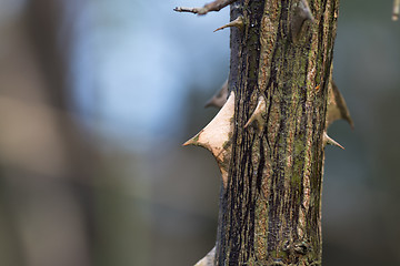 Image showing Wild rose stem closeup