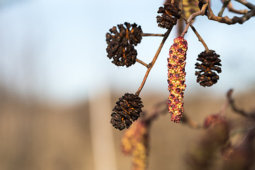 Image showing Hanging alder tree catkin and cones