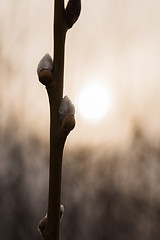 Image showing Willow catkins by a colored sky