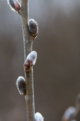 Image showing Twig with pussy-willow