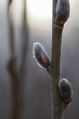 Image showing Closeup of pussy-willow on a twig