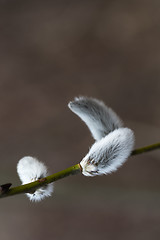Image showing Fluffy catkins on a twig