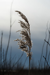 Image showing One glowing reed flower