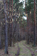 Image showing Hazel catkins by a dirt road