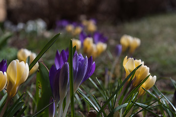 Image showing Crocus flower bed