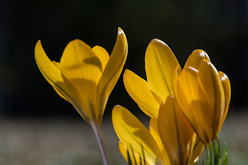 Image showing Yellow crocus closeup