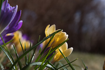 Image showing Crocus flowerbed closeup