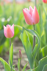 Image showing Gentle couple of romantic tulips flowers