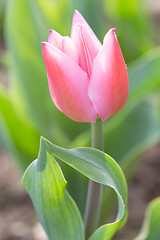 Image showing Backlit tender and romantic tulip flower