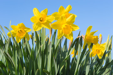 Image showing Sunny spring glade with beautiful yellow Narcissus flowers