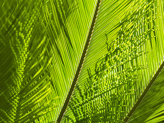 Image showing Natural greenery background with texture of palm or fern fronds