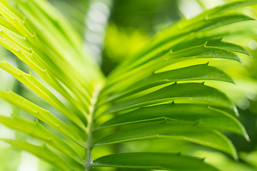 Image showing Backlit palm frond on sunlight