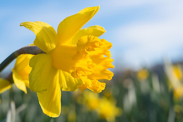 Image showing Yellow Jonquil daffodil flower on sunny meadow with morning dew 