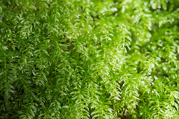 Image showing Floral background with fresh greenery leafage