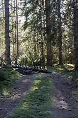 Image showing Blocked forest road