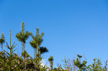 Image showing Growing pine tree plants