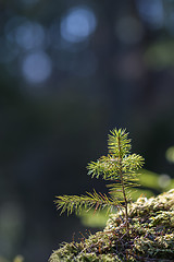 Image showing Spruce tree seedling