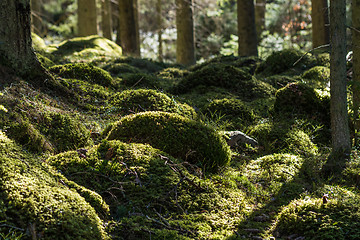 Image showing Green mossy forest ground