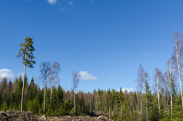 Image showing Sunny coniferous forest