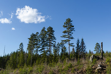 Image showing Coniferous forest landscape