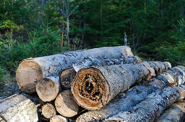 Image showing Firewood pile with rotten logs