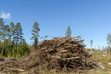 Image showing Firewood of felling residues