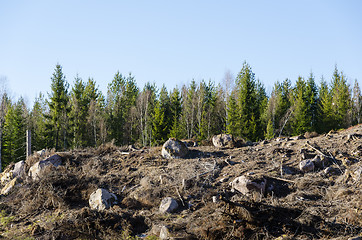 Image showing Clear cut forest area