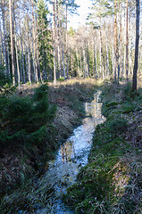 Image showing Open ditch in the woods