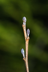 Image showing Alder tree buds