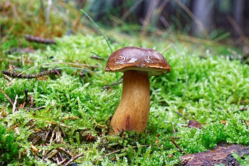 Image showing Imleria badia mushroom