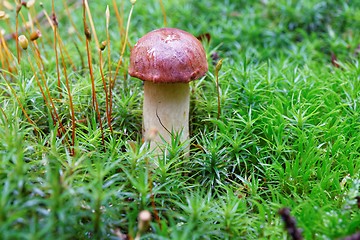 Image showing Imleria badia mushroom