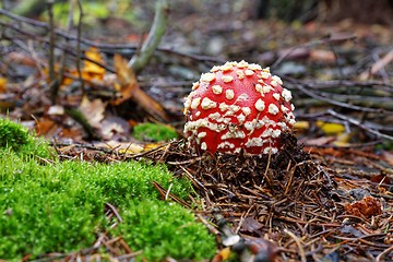 Image showing Amanita muscaria a poisonous mushroom