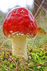 Image showing Amanita muscaria a poisonous mushroom