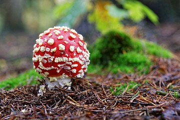 Image showing Amanita muscaria a poisonous mushroom