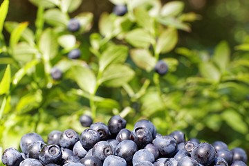 Image showing blueberries in forest