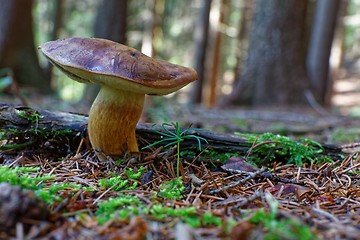 Image showing Imleria badia mushroom