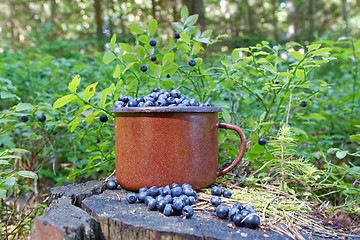 Image showing blueberries in forest